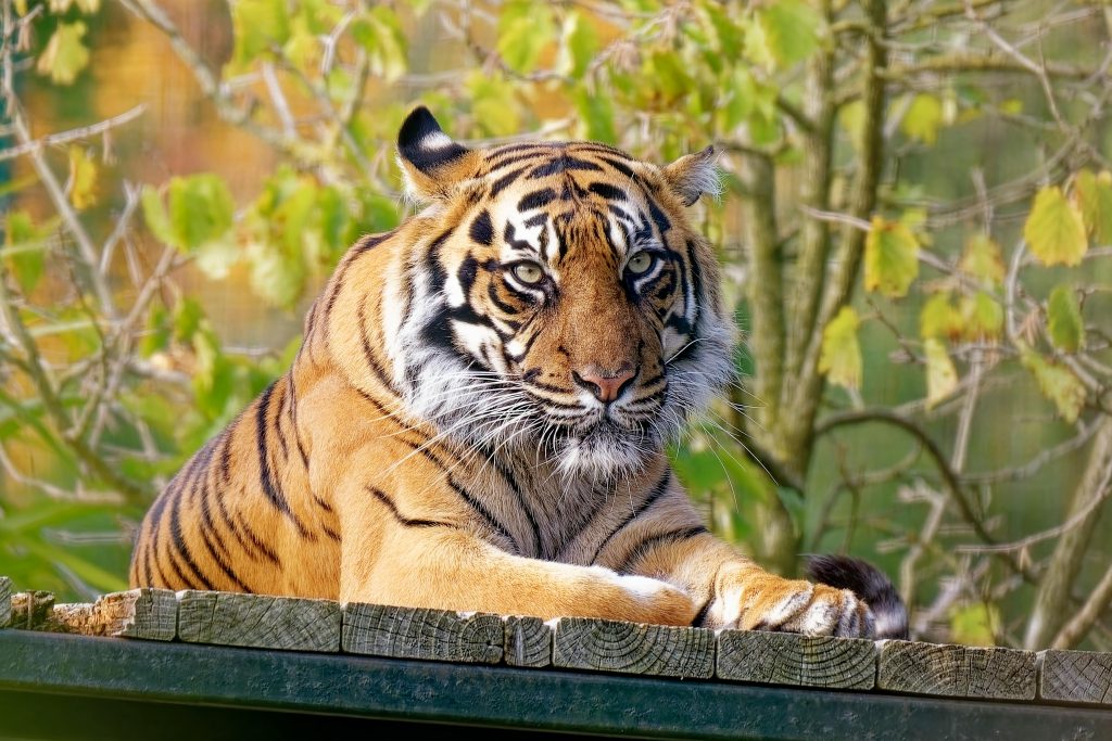 The Ultimate 2025 Guide to the Sundarbans