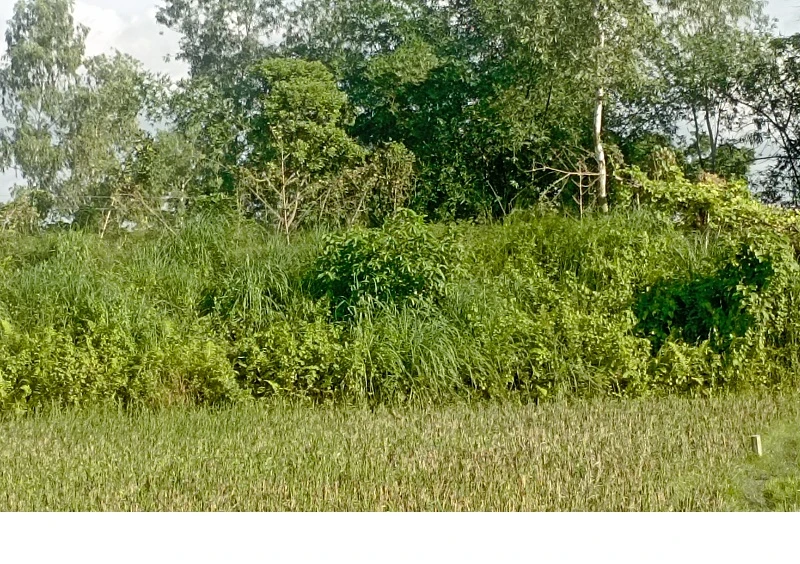 Mystical Bhimer Ma'er Chula hill in Nilphamari, Bangladesh, for cultural immersion.